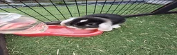 Mini Lop rabbits for sale: Mini lop - Advert 10