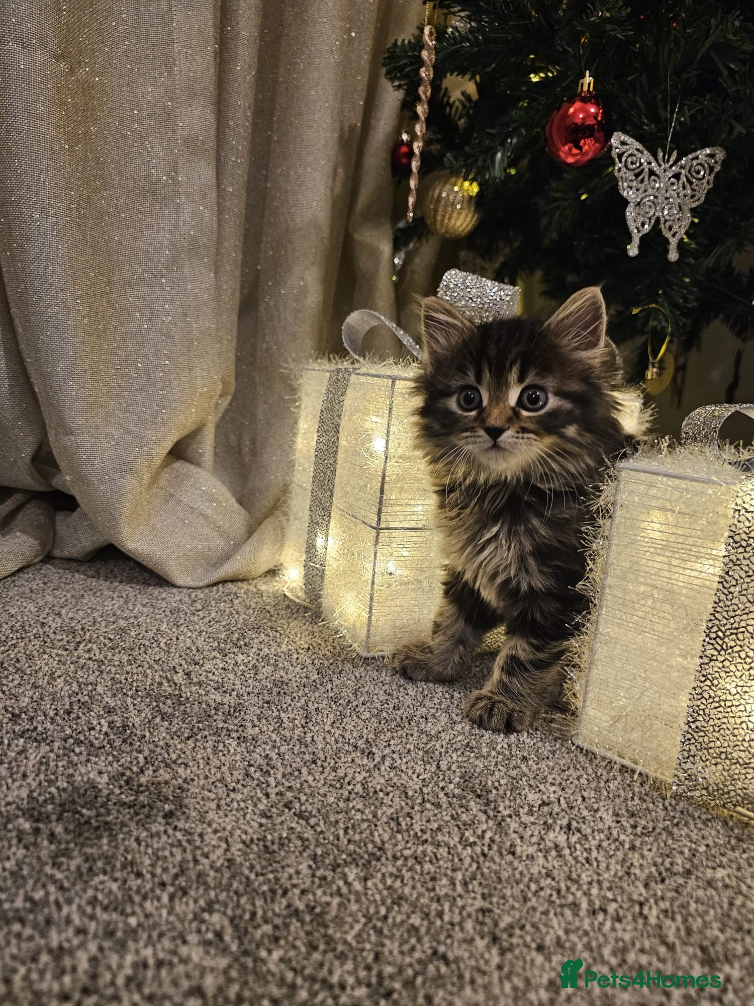 Siberian cats Beautiful Siberian Kitten – Baby Boy ✨ - Advert 1