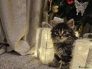 Siberian cats Beautiful Siberian Kitten – Baby Boy ✨ - Advert 1