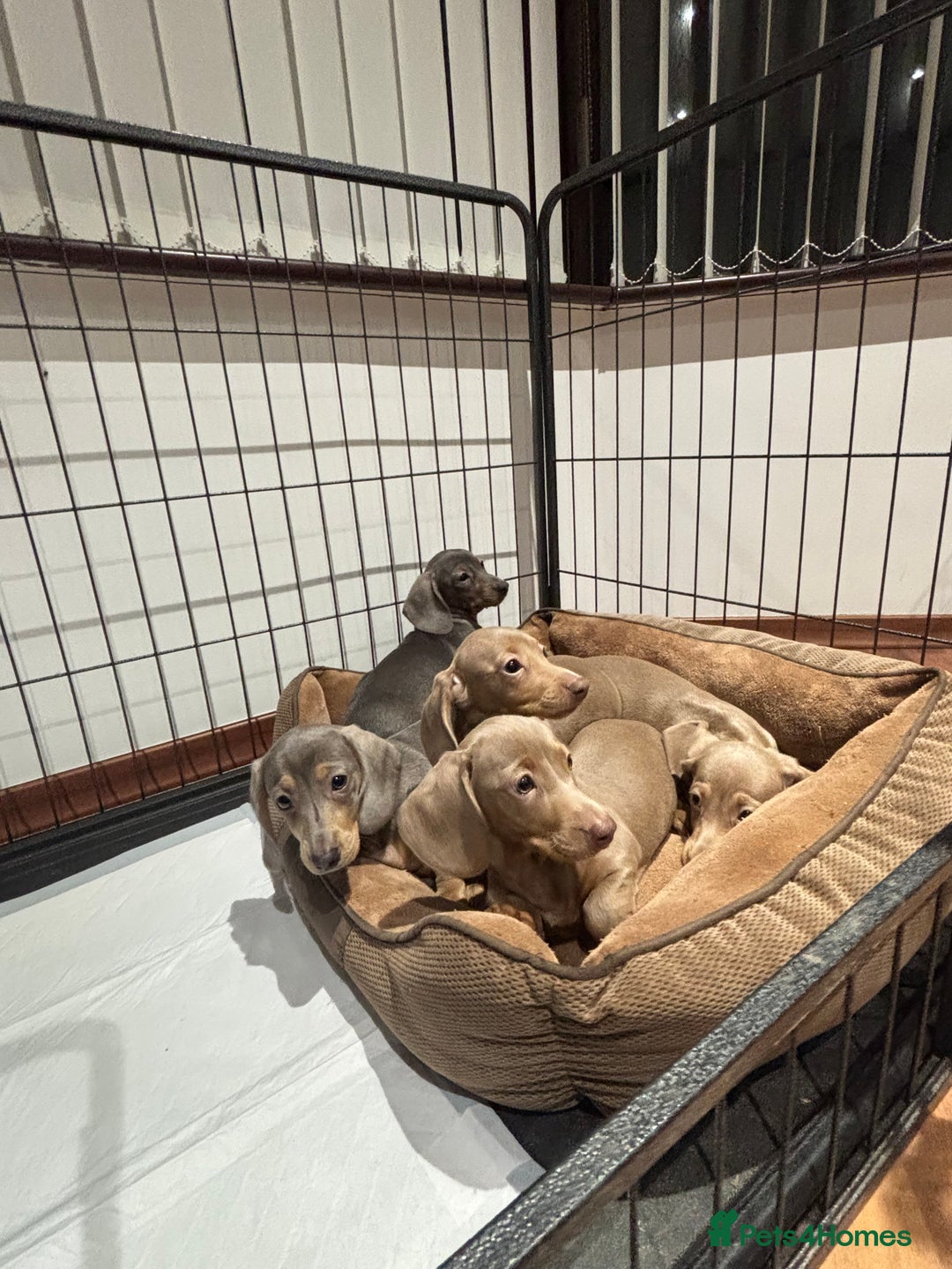 Miniature Dachshund dogs for sale: Outstanding Minature Dachshunds Puppies For Sale  - Image 8