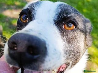 Mixed Breed dogs Reg in Ashford - Advert 24