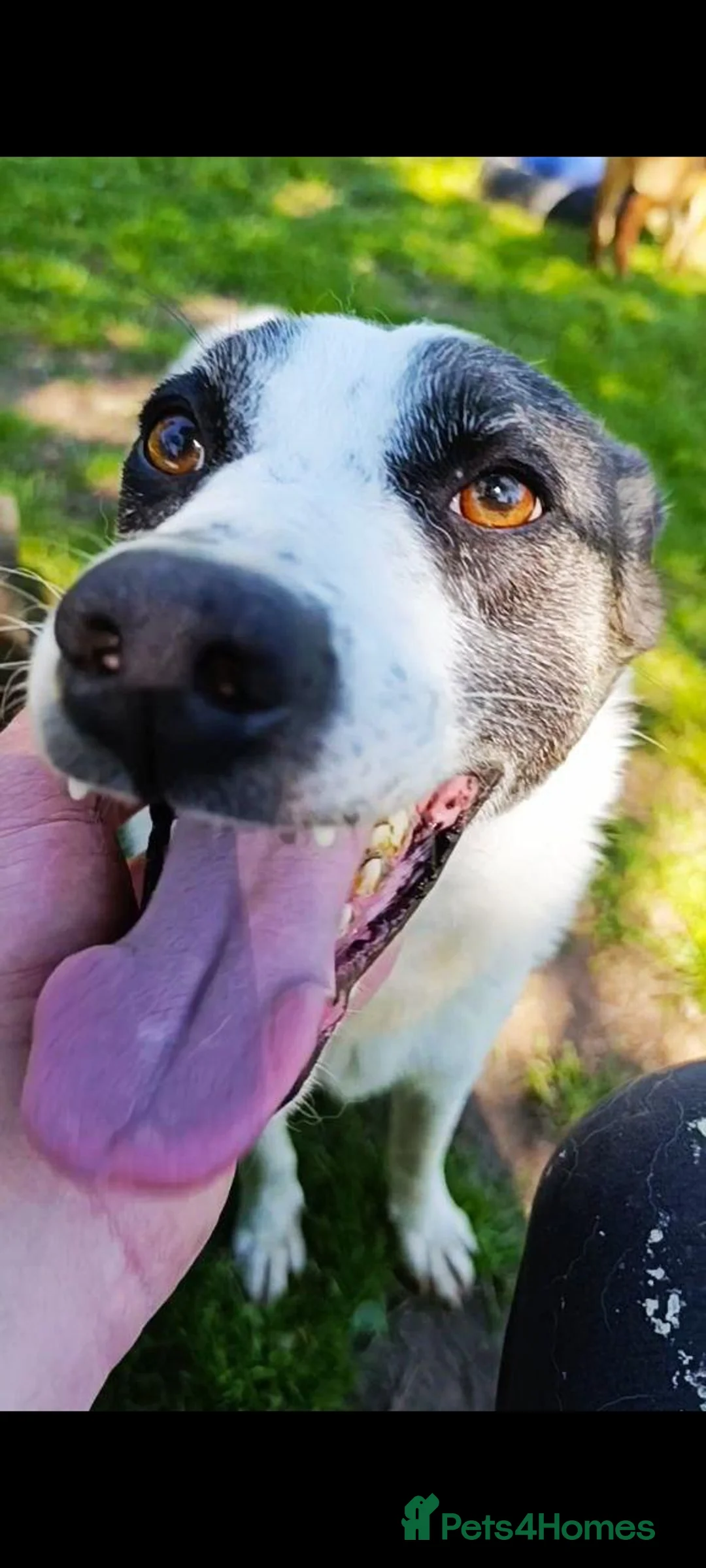 Mixed Breed dogs for adoption: Reg   in Ashford - Advert 1