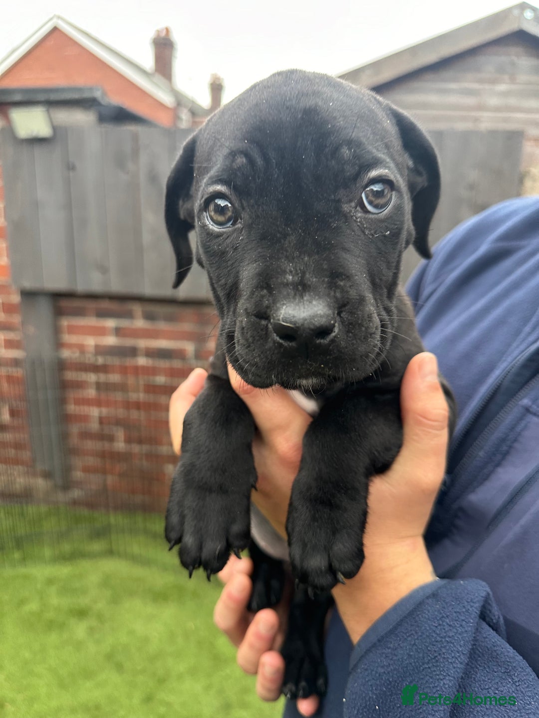 Cane Corso dogs for sale: Pure breed cane corso  - Image 30