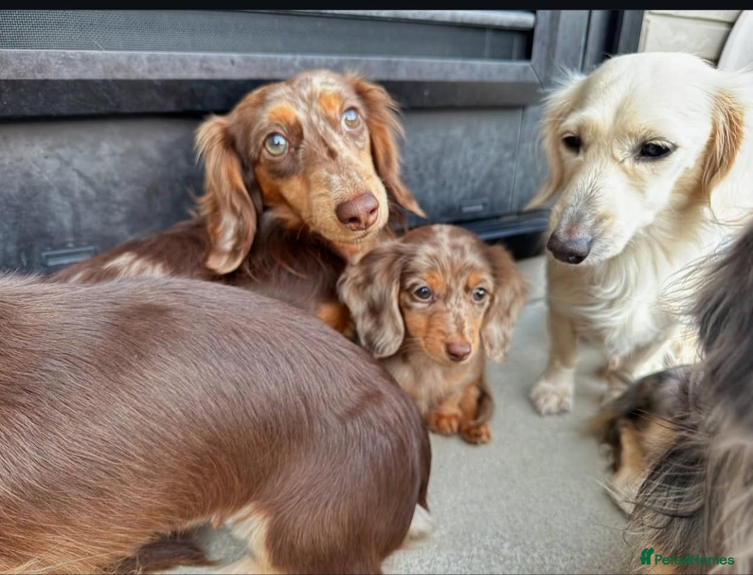 Miniature Dachshund dogs for sale: Miniature Dachshund puppies! - Image 20