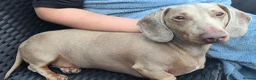 Miniature Dachshund dogs for sale: 🩵DIXIE🩵 3 Year Old Miniature Dachshund  - Advert 6