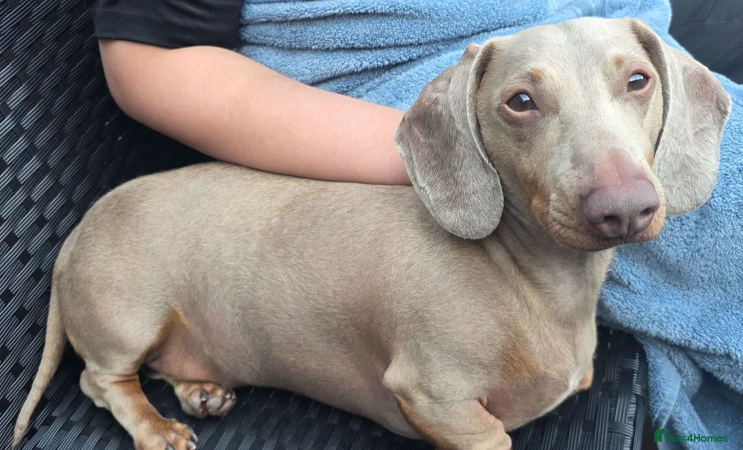 Miniature Dachshund dogs for sale: 🩵DIXIE🩵 3 Year Old Miniature Dachshund  - Advert 6