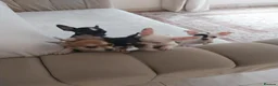 Chihuahua dogs for sale: Chihuahua puppies  in Kilmarnock - Advert 9