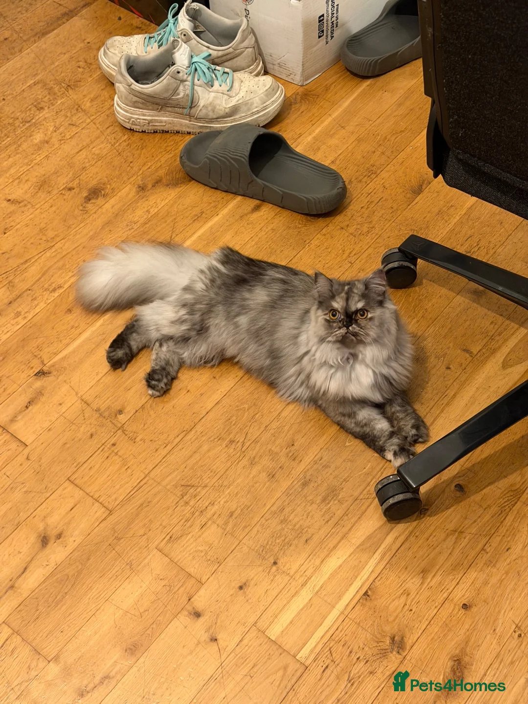Persian cats for sale: Stunning Shadow looking for a home. (Indoor only) - Advert 6