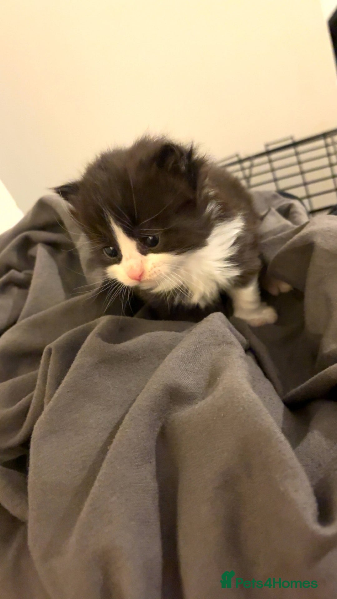 Mixed Breed cats for sale: Four beautiful kittens  - Advert 2