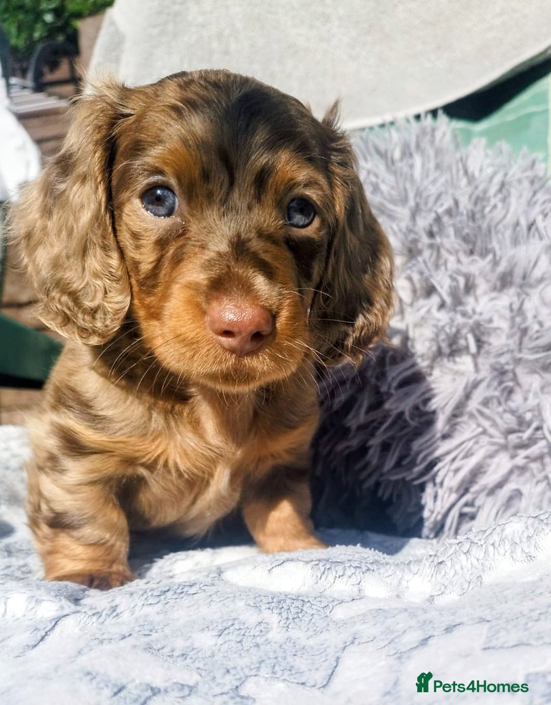 Dachshund dogs for sale: MINIATURE DACHSHUND! - Image 1