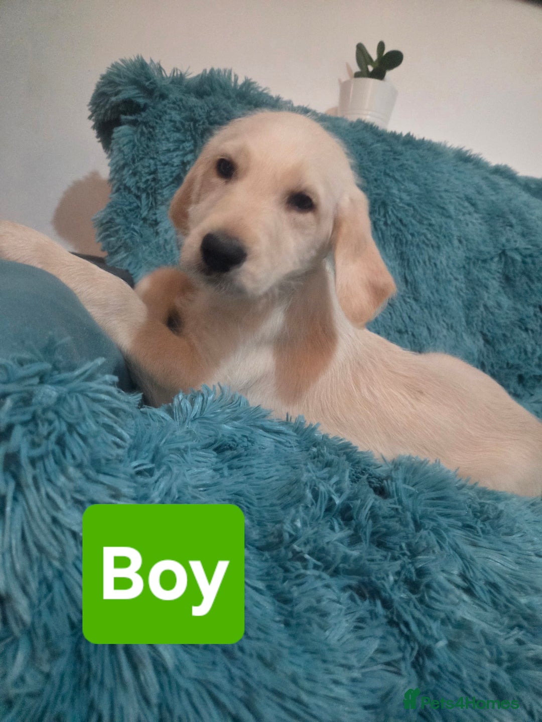 Labradoodle dogs for sale: READY NOW: Labradoodle pups (only black ones left) - Image 9