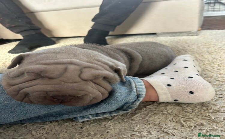 Shar Pei dogs - Advert 2