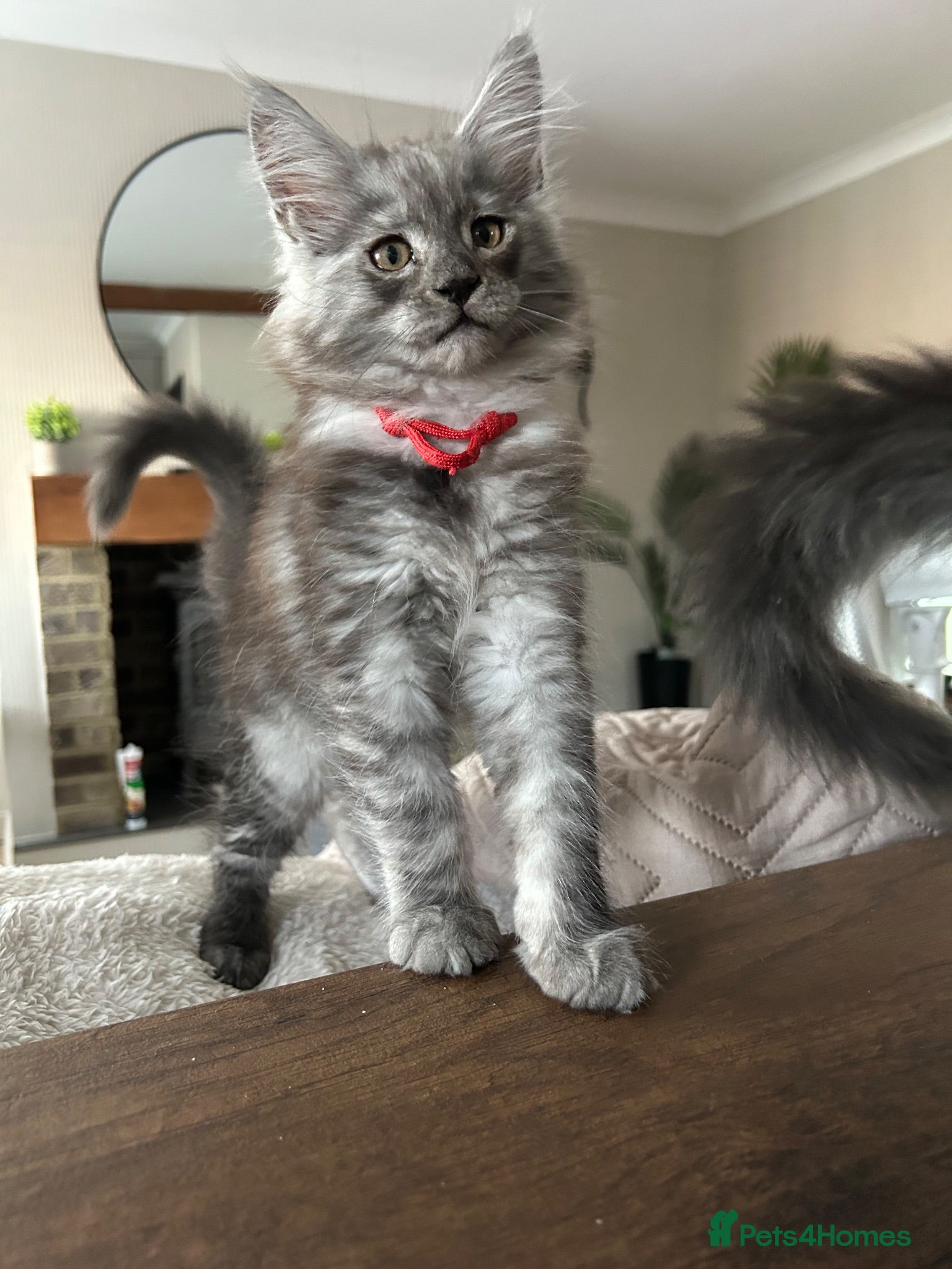 Maine Coon cats Mainecoon Kittens - Advert 1