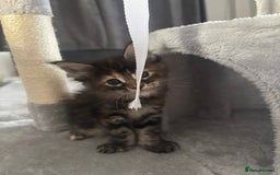 Maine Coon cats for sale: Maine Coon Kittens pedigree  in Boston - Image 11