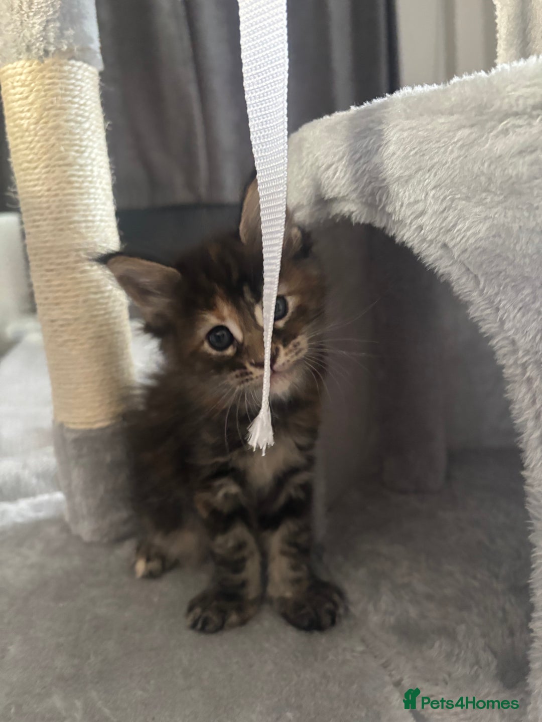 Maine Coon cats for sale: Maine Coon Kittens pedigree  in Boston - Image 11