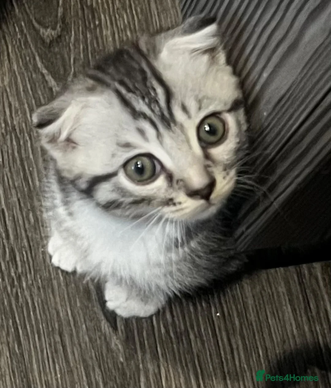 Mixed Breed cats for sale: Scottish fold and bengal cross kittens  - Advert 11