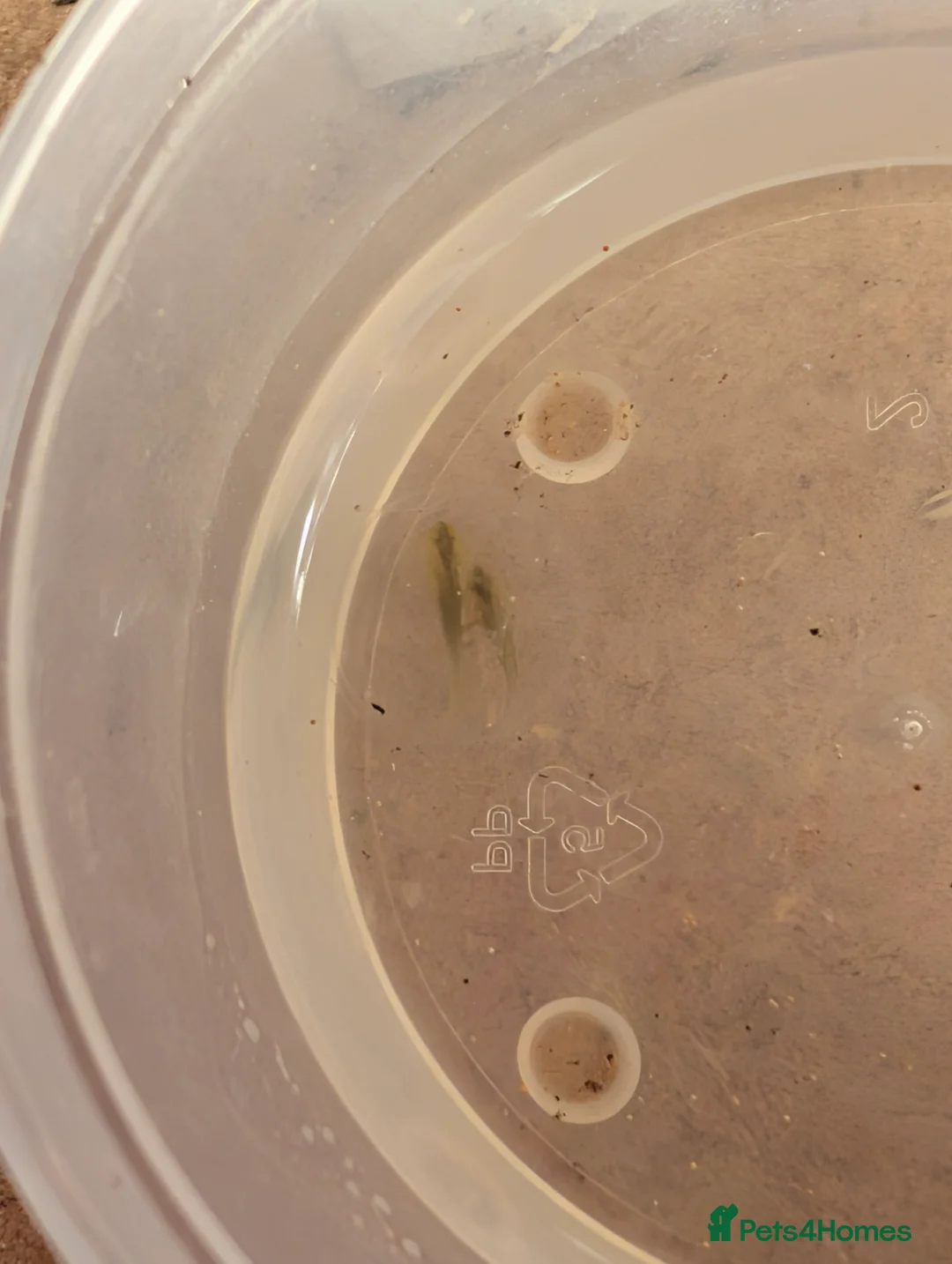 Axolotl reptiles for sale: Axolotl hatchlings and eggs - Advert 6