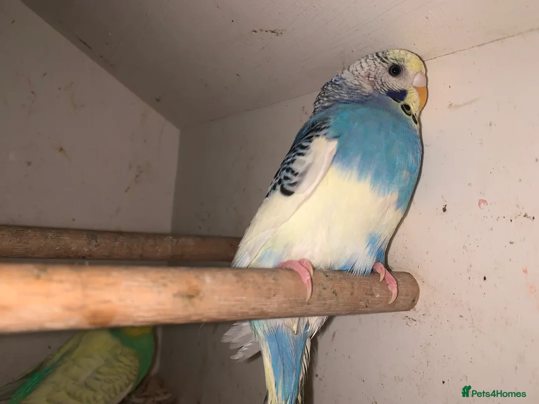 Budgerigars birds for sale: Beautiful young budgie s  - Advert 6