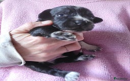 Mixed Breed dogs for sale: Spaniel Collie Cross Puppies  - Image 19