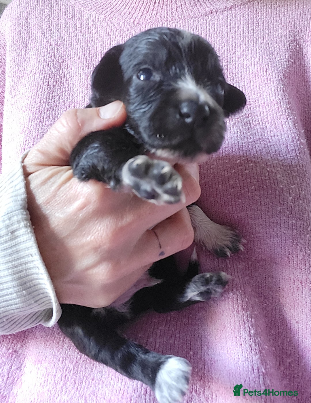 Mixed Breed dogs for sale: Spaniel Collie Cross Puppies  - Image 19