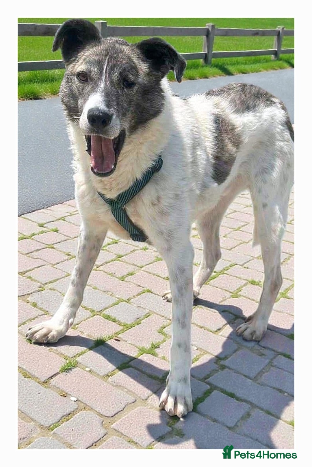 Mixed Breed dogs for adoption: 🌟 Marley 💛 5 years in shelter, still hoping - Advert 1