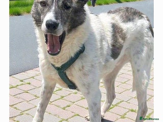 Mixed Breed dogs 🌟 Marley 💛 5 years in shelter, still hoping - Advert 1