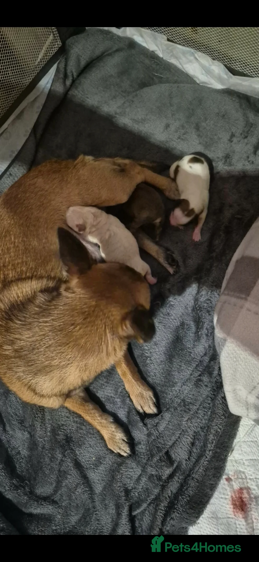 Chihuahua dogs for sale: 3 females pups for sale - Advert 6