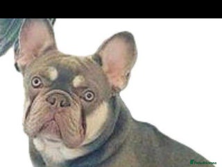 French Bulldog dogs in York - Advert 7