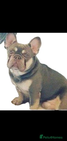 French Bulldog dogs in York - Advert 16