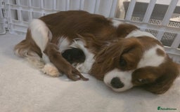 Cavalier King Charles Spaniel dogs for sale: Ruby boys kc cavalier King Charles puppies  - Image 12