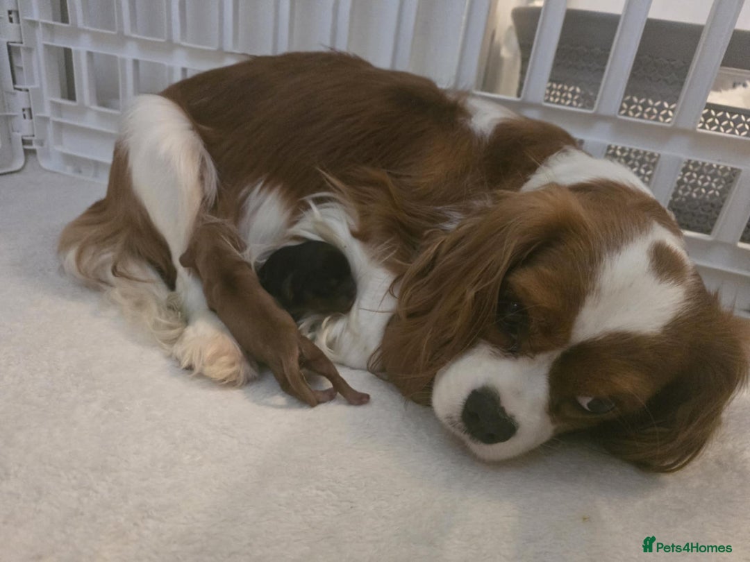 Cavalier King Charles Spaniel dogs for sale: Ruby boys kc cavalier King Charles puppies  - Image 12
