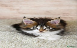 Maine Coon cats for sale: 🥇 5 Generation Pedigree - TICA registered  🌟 - Advert 29