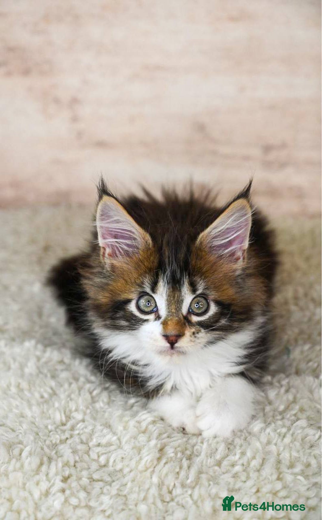 Maine Coon cats for sale: 🥇 5 Generation Pedigree - TICA registered  🌟 - Advert 29