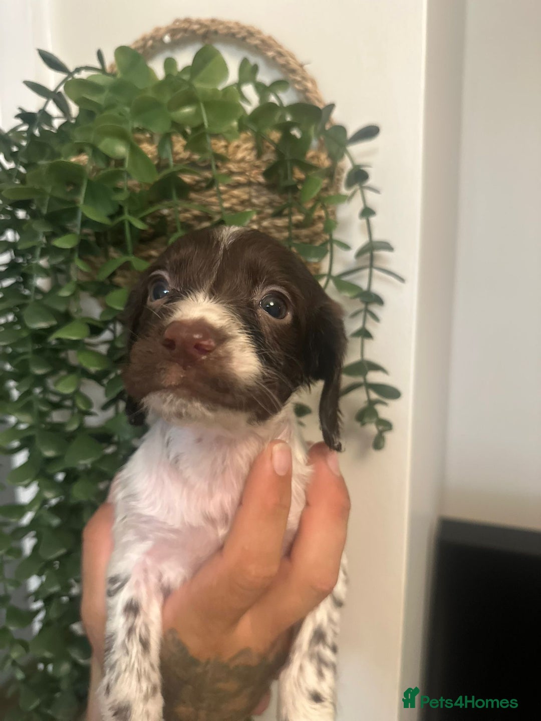 Sprocker dogs for sale: Sprocker puppies  - Image 18