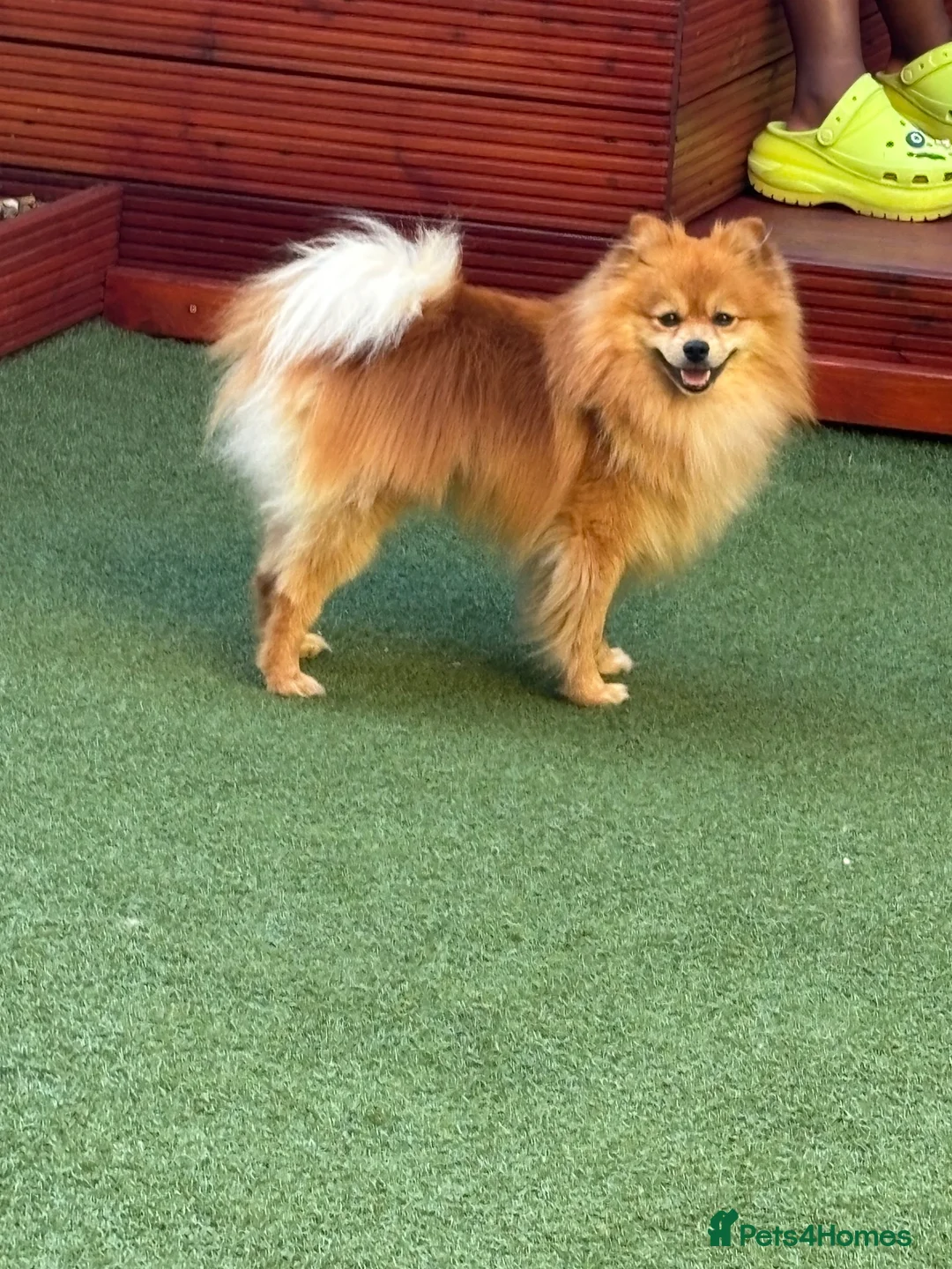 Pomeranian dogs for sale: Leon, 2-year old Pomeranian looking for a new home in Cambridge - Advert 2