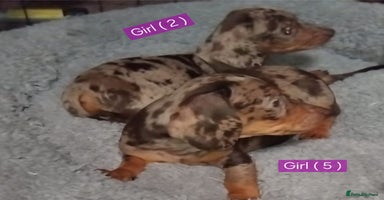 Miniature Dachshund dogs - Advert 12