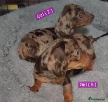 Miniature Dachshund dogs - Advert 12