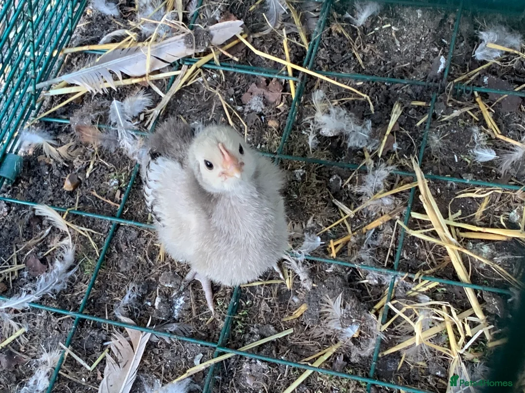 Chickens poultry for sale: 🐥 CHICKS & YOUNG CHICKENS AVAILABLE 🐔 - Advert 1