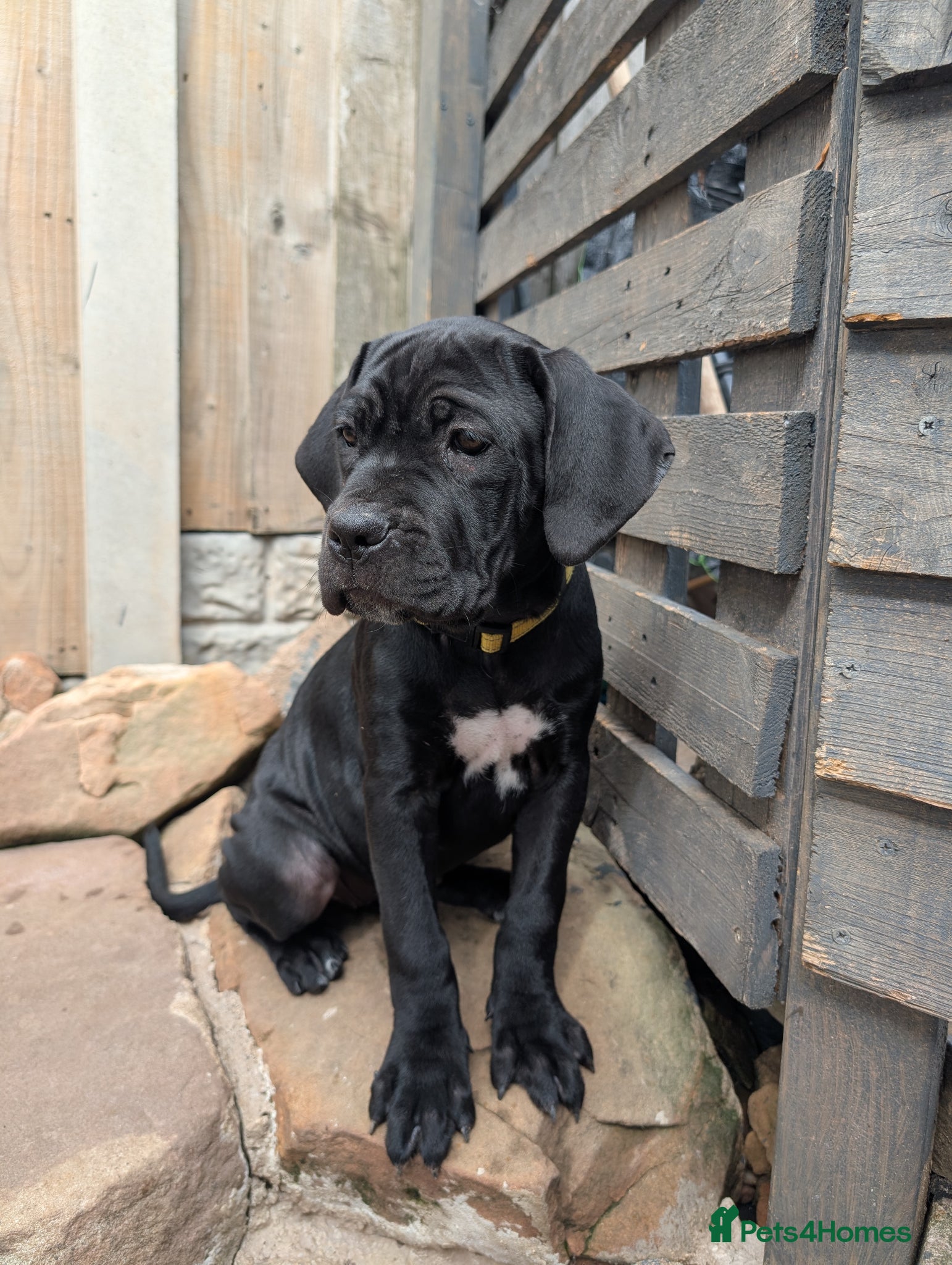 Cane Corso dogs Black female cane corsos puppies  - Advert 18