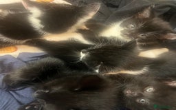 Turkish Angora cats for sale: Kitten  - Image 3