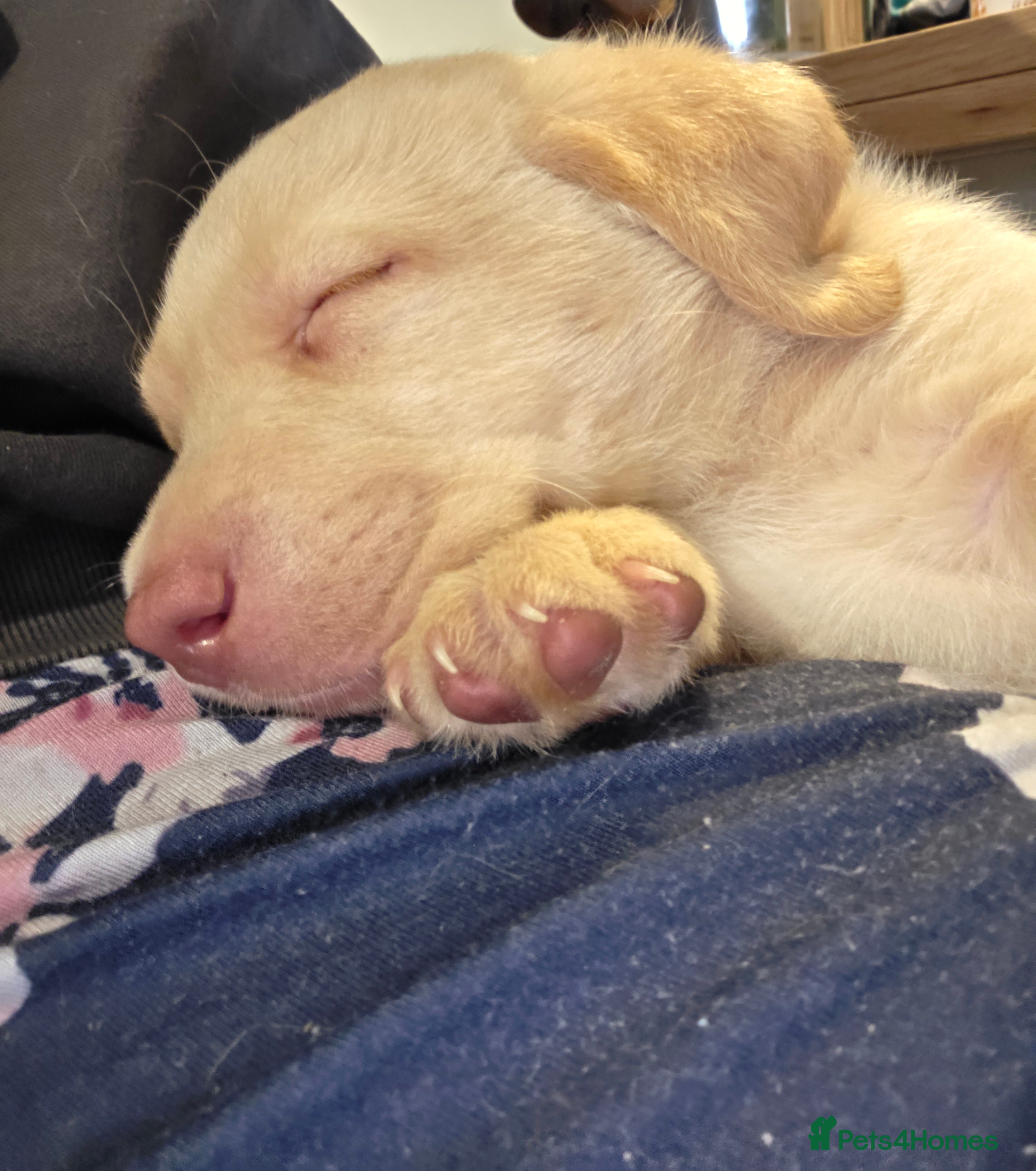 Labrador Retriever dogs Gorgeous labrador pups (one white golden boy left) - Advert 2