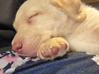 Labrador Retriever dogs Gorgeous labrador pups (one white golden boy left) - Advert 2