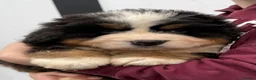 Bernese Mountain Dog dogs for sale: Bernese Mountain Dog Puppies  - Advert 5