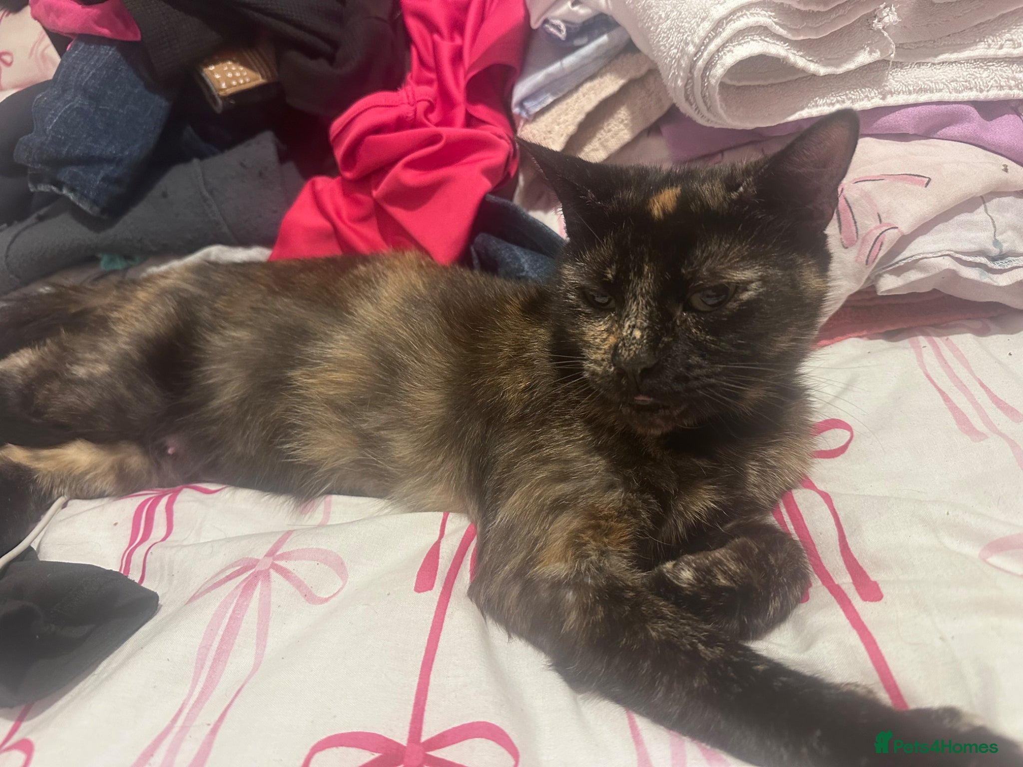 Domestic Shorthair Kitten 2