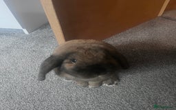 German Lop rabbits for sale: Home bunny - Image 1
