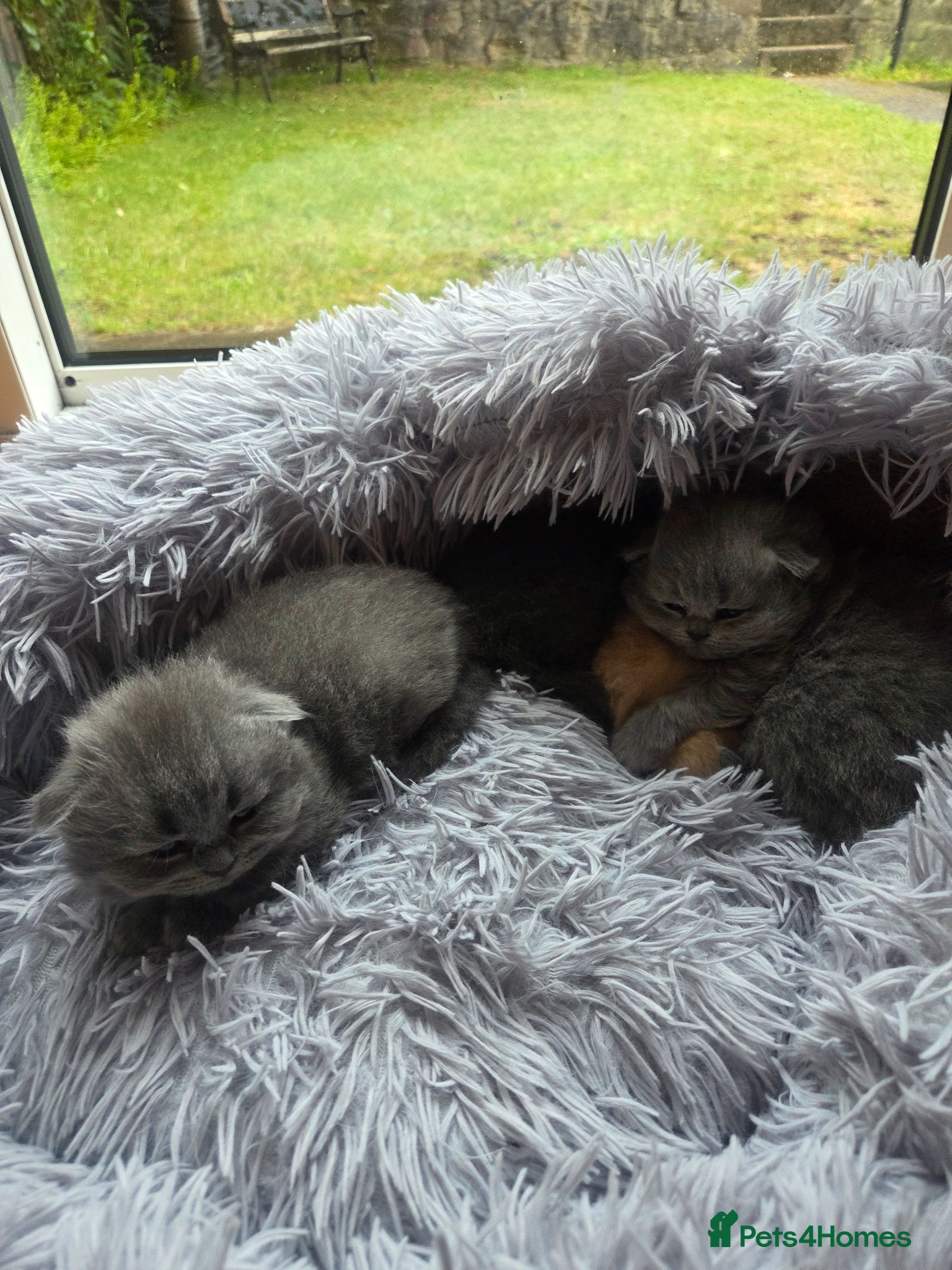 Scottish Fold cats for sale: Scottish kittens blue fold and straight boy, girl in Nottingham - Advert 12