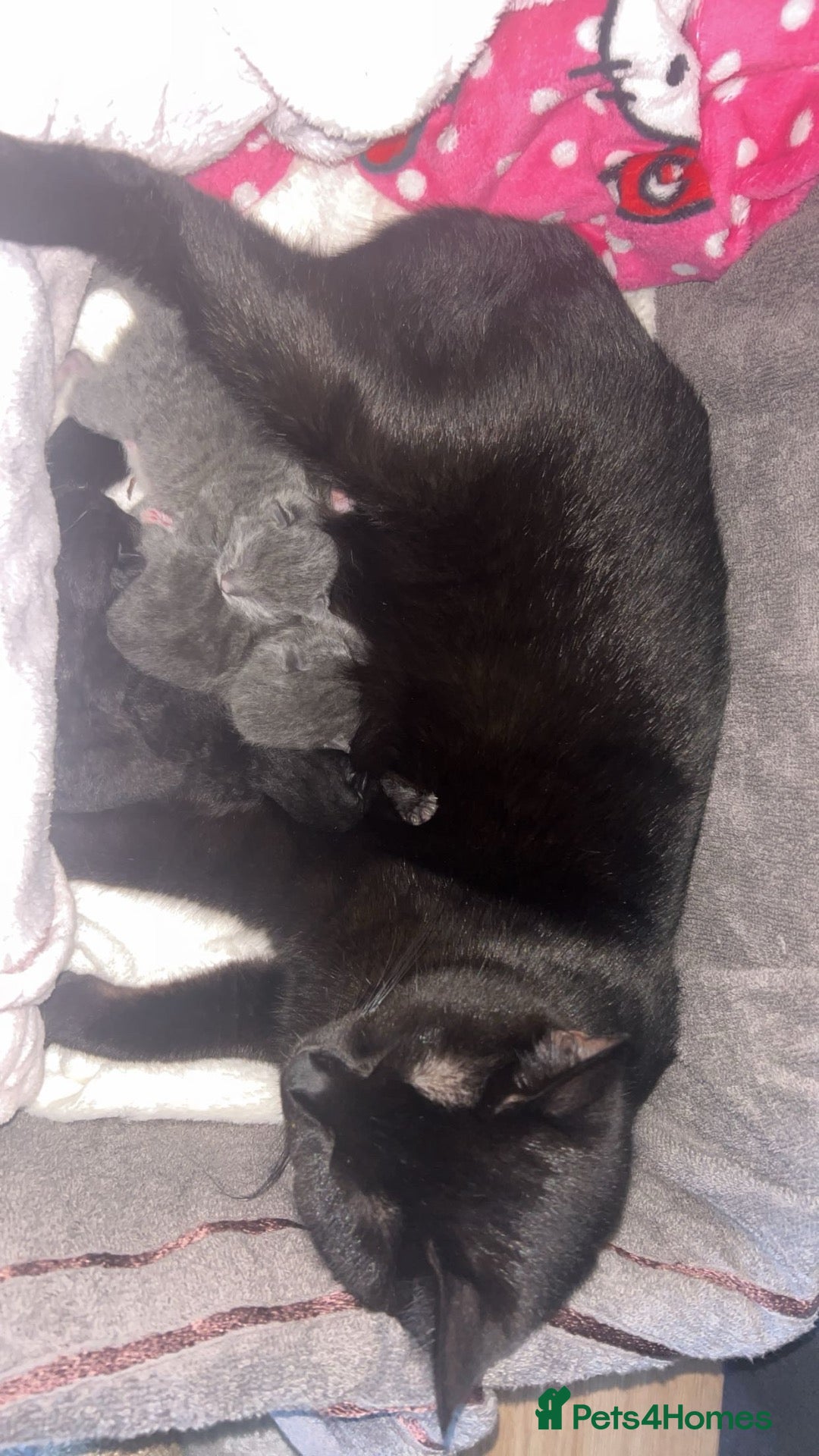 Mixed Breed cats Beautiful grey mixed kitten - Advert 5