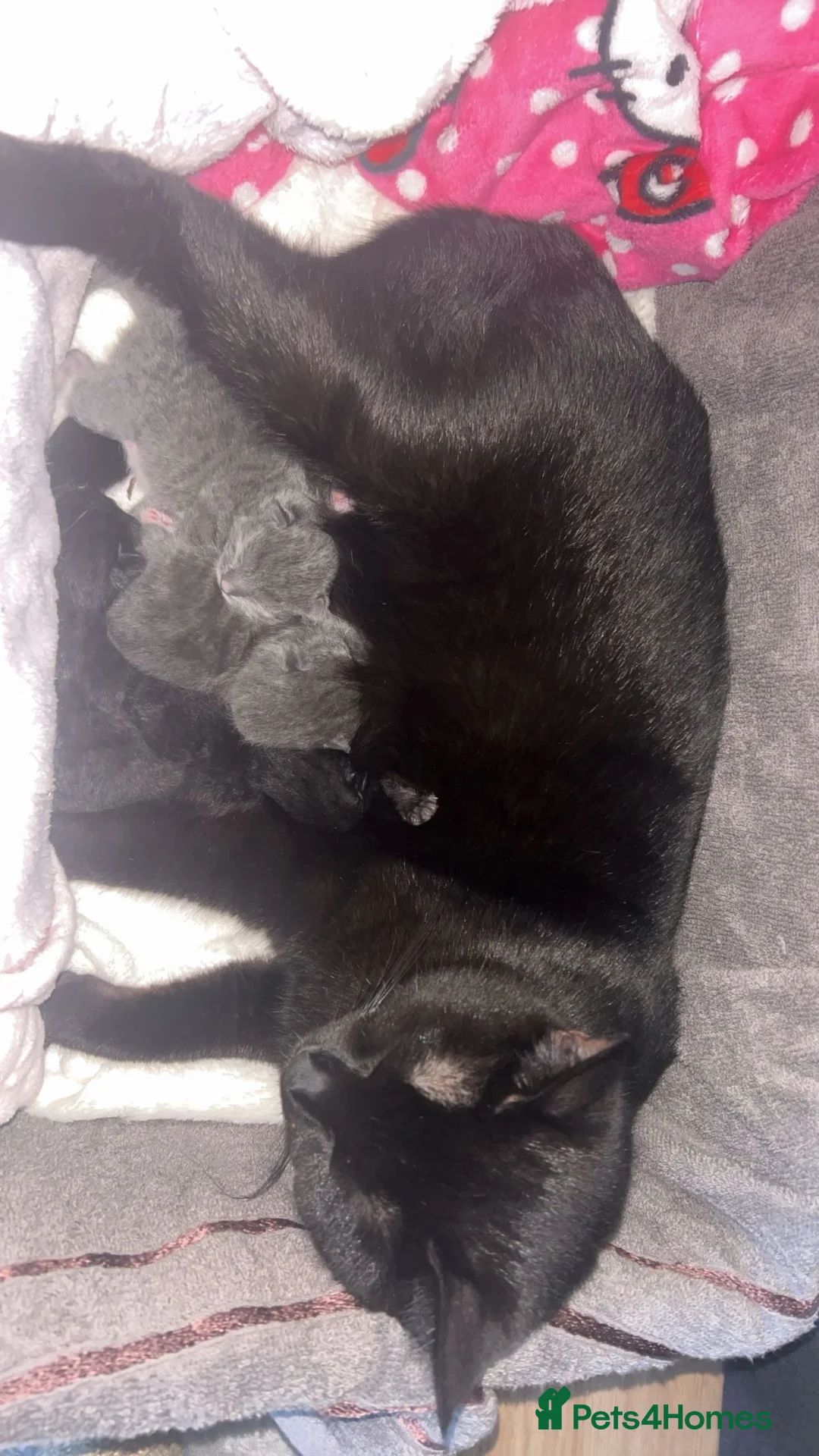 Mixed Breed cats for sale: Beautiful grey mixed kitten in Morecambe - Advert 1