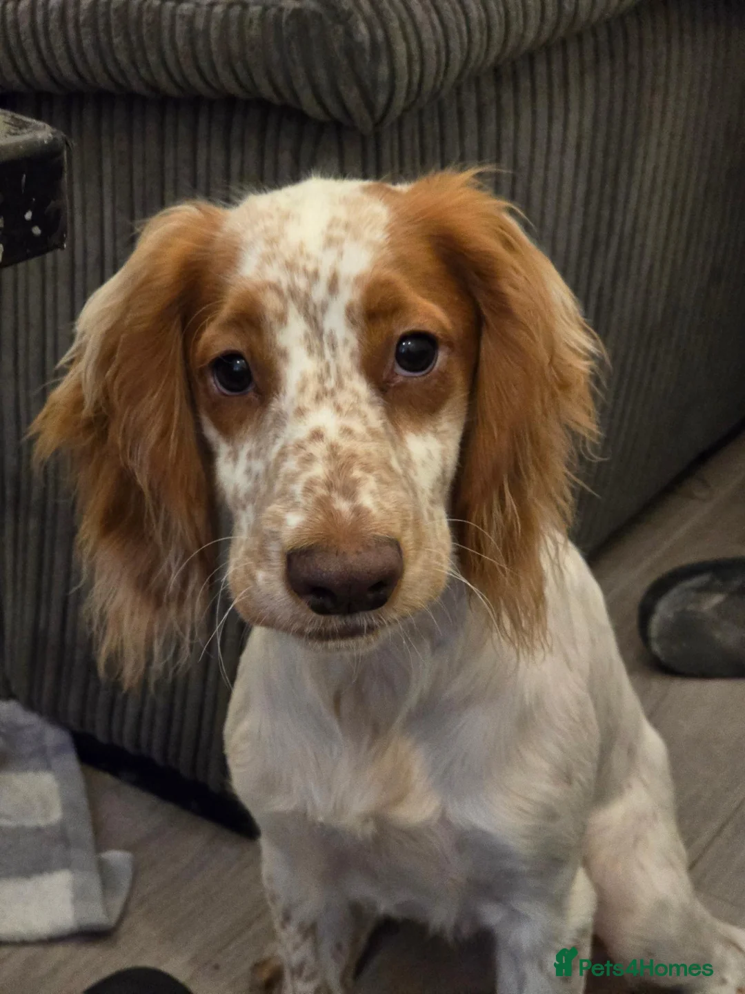 Cocker Spaniel dogs for sale: 2 year old cocker boy - Advert 7