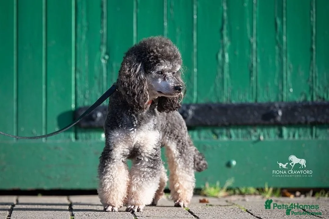 Toy Poodle dogs for stud: KC reg health tested toy poodle studs in Exeter - Advert 22
